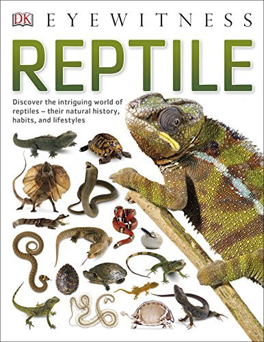 Book cover of Reptile by D.K. Publishing
