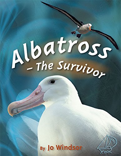 Book cover of Albatross - The Survivor: Mainsails Level 3 by Jo Windsor