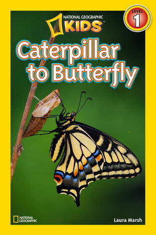 Book cover of Caterpillar To Butterfly by Laura Marsh