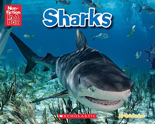 Book cover of Sharks In A Box by Scholastic Inc.