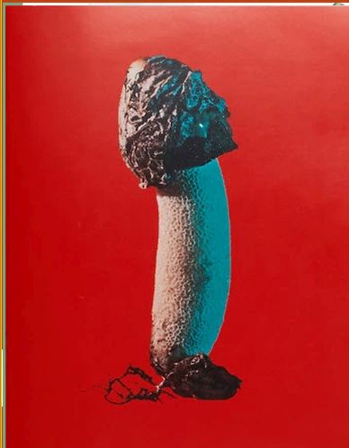 Book cover of Mushrooms And Friends Zine #03