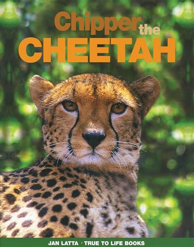 Book cover of Chipper The Cheetah by Jan Davis