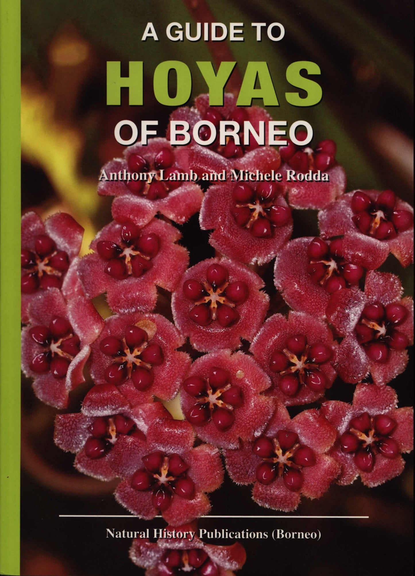 Book cover of A Guide to Hoyas of Borneo by Anthony Lamb